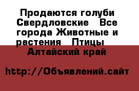 Продаются голуби Свердловские - Все города Животные и растения » Птицы   . Алтайский край